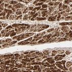 Immunohistochemical staining of human heart muscle shows high expression.