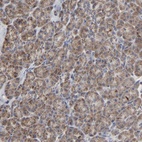 Anti-COX6B1 Antibody