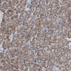 Immunohistochemical staining of human pancreas shows low expression as expected.