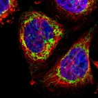 Immunofluorescent staining of human cell line A-431 shows localization to mitochondria.