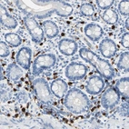 Immunohistochemical staining of human duodenumshows strong cytoplasmic positivity in peripheral leukocytes.