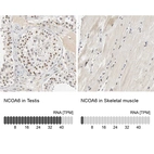 Anti-NCOA6 Antibody