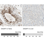 Anti-DAZAP1 Antibody