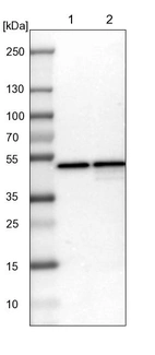 Lane 1: NIH-3T3 cell lysate (Mouse embryonic fibroblast cells)_br/_Lane 2: NBT-II cell lysate (Rat Wistar bladder tumour cells)