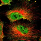Immunofluorescent staining of human cell line U-251 MG shows localization to nucleoplasm & cytosol.