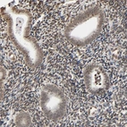 Immunohistochemical staining of human endometrium shows moderate nuclear positivity in glandular cells.
