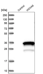Western blot analysis in control (vector only transfected HEK293T lysate) and HOXA6 over-expression lysate (Co-expressed with a C-terminal myc-DDK tag (~3.1 kDa) in mammalian HEK293T cells, LY411392).
