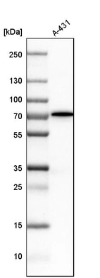 Western blot analysis in human cell line A-431.