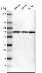 Anti-PRKAG2 Antibody