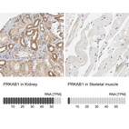 Anti-PRKAB1 Antibody