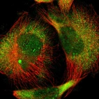 Immunofluorescent staining of human cell line U-251 MG shows localization to nucleoplasm & cytosol.
