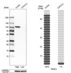 Anti-NR3C1 Antibody