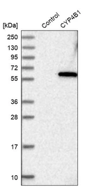 Western blot analysis in control (vector only transfected HEK293T lysate) and CYP4B1 over-expression lysate (Co-expressed with a C-terminal myc-DDK tag (~3.1 kDa) in mammalian HEK293T cells, LY424521).