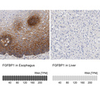 Anti-FGFBP1 Antibody