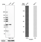 Western blot analysis in human cell lines A-431 and MCF-7 using Anti-FGFBP1 antibody. Corresponding FGFBP1 RNA-seq data are presented for the same cell lines. Loading control: Anti-GAPDH.