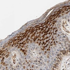 Immunohistochemical staining of human skin shows strong cytoplasmic granular positivity in squamous epithelial cells.
