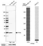 Western blot analysis in human cell lines SK-MEL-30 and Caco-2 using Anti-IFITM3 antibody. Corresponding IFITM3 RNA-seq data are presented for the same cell lines. Loading control: Anti-HDAC1.