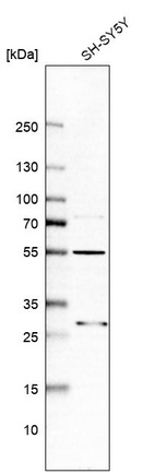 Anti-ASB6 Antibody