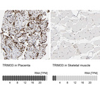 Anti-TRIM33 Antibody