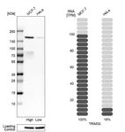 Western blot analysis in human cell lines MCF-7 and HeLa using Anti-TRIM33 antibody. Corresponding TRIM33 RNA-seq data are presented for the same cell lines. Loading control: Anti-HSP90B1.