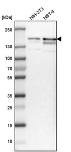 Western blot analysis in mouse cell line NIH-3T3 and rat cell line NBT-II.