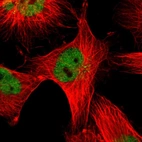Immunofluorescent staining of human cell line U-251 MG shows localization to nucleoplasm.