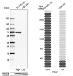 Western blot analysis in human cell lines SK-MEL-30 and HEK293 using Anti-PSAP antibody. Corresponding PSAP RNA-seq data are presented for the same cell lines. Loading control: Anti-PFN1.