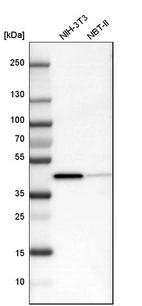 Western blot analysis in mouse cell line NIH-3T3 and rat cell line NBT-II.