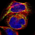 Immunofluorescent staining of human cell line A-431 shows localization to mitochondria.