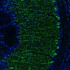Immunofluorescence staining of mouse olfactory bulb shows positivity in mitral cell layer neurons and processes in plexiform layer.