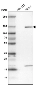 Western blot analysis in mouse cell line NIH-3T3 and rat cell line NBT-II.