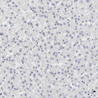 Anti-KIT Antibody