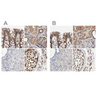 Anti-AFG3L2 Antibody