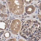 Immunohistochemical staining of human kidney using Anti-AFG3L2 antibody HPA004479.