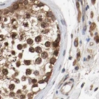 Immunohistochemical staining of human testis using Anti-AFG3L2 antibody HPA004479.