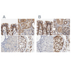 Anti-AFG3L2 Antibody