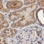 Anti-AFG3L2 Antibody