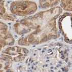 Immunohistochemical staining of human kidney using Anti-AFG3L2 antibody HPA004480.