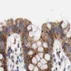 Immunohistochemical staining of human colon using Anti-AFG3L2 antibody HPA004480.