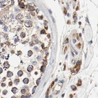 Immunohistochemical staining of human testis using Anti-AFG3L2 antibody HPA004480.