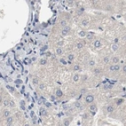 Immunohistochemical staining of human liver using Anti-AFG3L2 antibody HPA004480.
