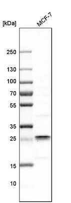 Western blot analysis in human cell line MCF-7.