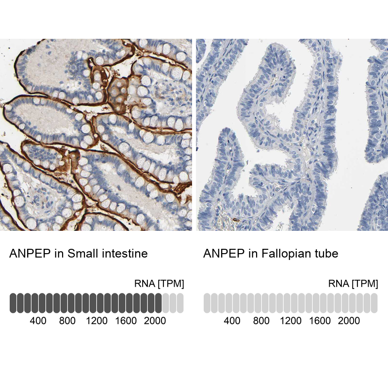 Anti-ANPEP Antibody