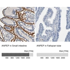Anti-ANPEP Antibody