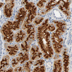 Anti-ANPEP Antibody