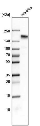 Western blot analysis in human small intestine tissue.