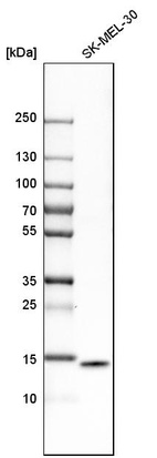 Anti-ISG15 Antibody