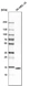 Anti-ISG15 Antibody