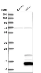 Western blot analysis in control (vector only transfected HEK293T lysate) and ISG15 over-expression lysate (Co-expressed with a C-terminal myc-DDK tag (~3.1 kDa) in mammalian HEK293T cells, LY417516).