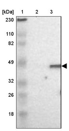 Anti-DAZAP1 Antibody